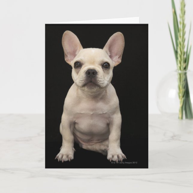 Carte Chien de taureau français de couleur crème (Devant)