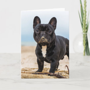Carte Chien de taureau français jouant dans le sable