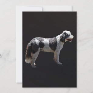 Carte Chien d'eau portugais