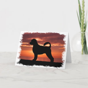 Carte Chien d'eau portugais