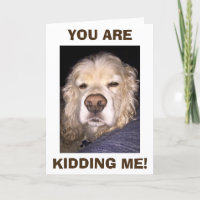CHIEN EN DÉCROYANCE VOUS AVEZ UN AUTRE ANNIVERSAIR