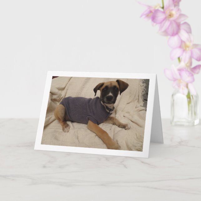 Carte Chien en pull (Orchidée)
