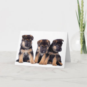 CARTE CHIEN GROOMER, VÉTÉRINAIRE ET CHIEN MARCHER