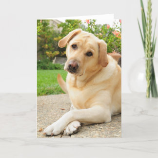 Carte Chien jaune de Labrador