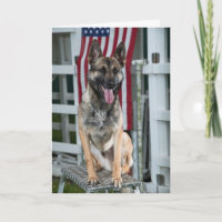 chien militaire