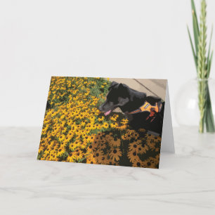 Carte Chien regardant les fleurs yeux noirs Susan Daisy