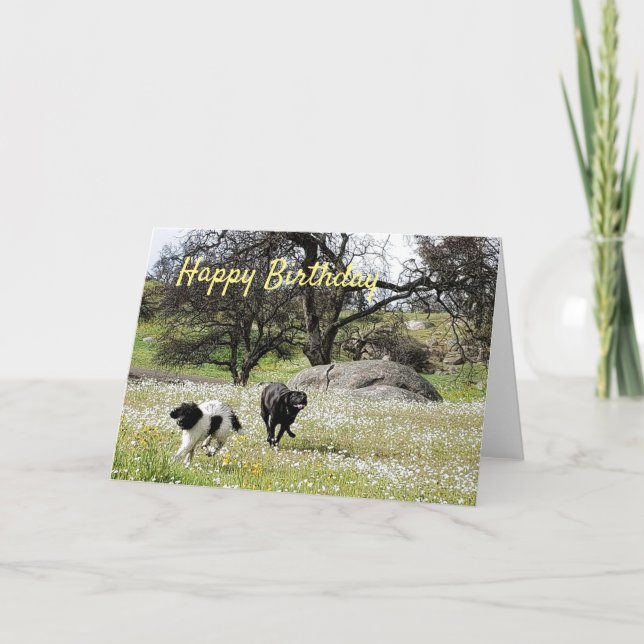 Carte Chiens au printemps heureux voeux d'anniversaire (Devant)