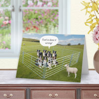 Chiens Border Collie et mouton drôle d'anniversair
