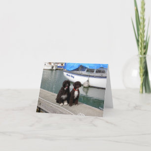 Carte Chiens d'eau sur le dock