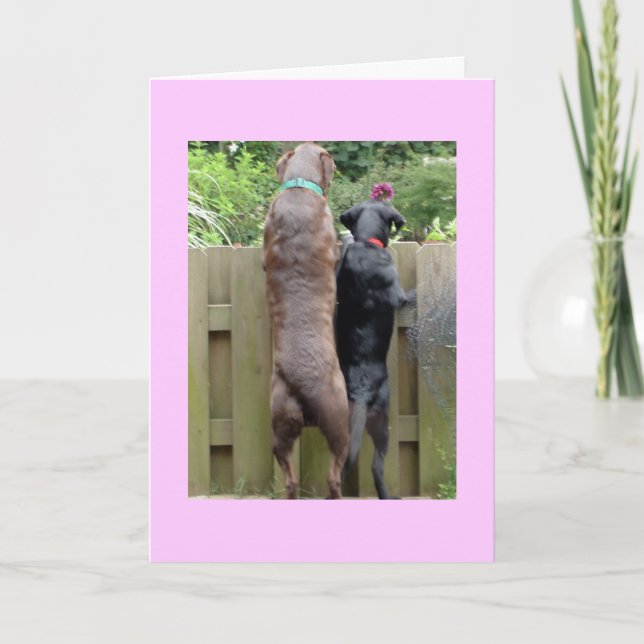 Carte Chiens Labarador (Devant)