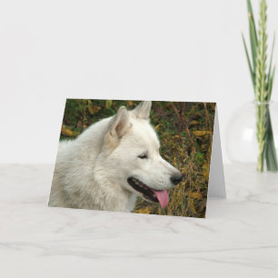 Carte Chiens malamuts d'Alaska