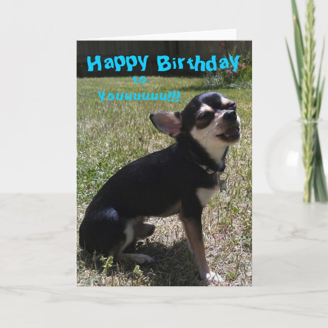 Carte Chihuahua chante Joyeux anniversaire ! (Devant)