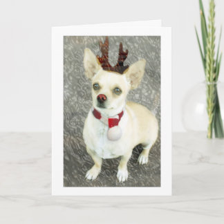 Carte Chihuahua de Noël