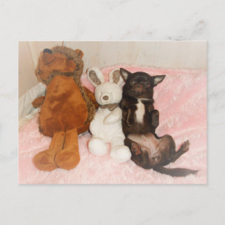 carte chihuahua marron nounours peluches humour postcard