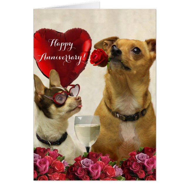 Carte Chihuahua pour le Joyeux Anniversaire (Devant)