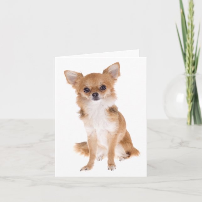 Carte Chihuahua Puppy Dog Blank (Devant)