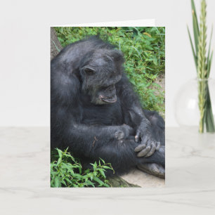 Carte chimpanzé triste Miss You
