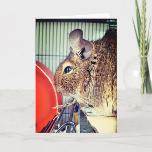 Carte Chinchilla