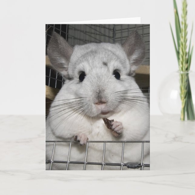 Carte Chinchilla grignotant un raisin sec ! (Devant)