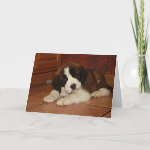 Carte Chiot adorable et doux de St Bernard