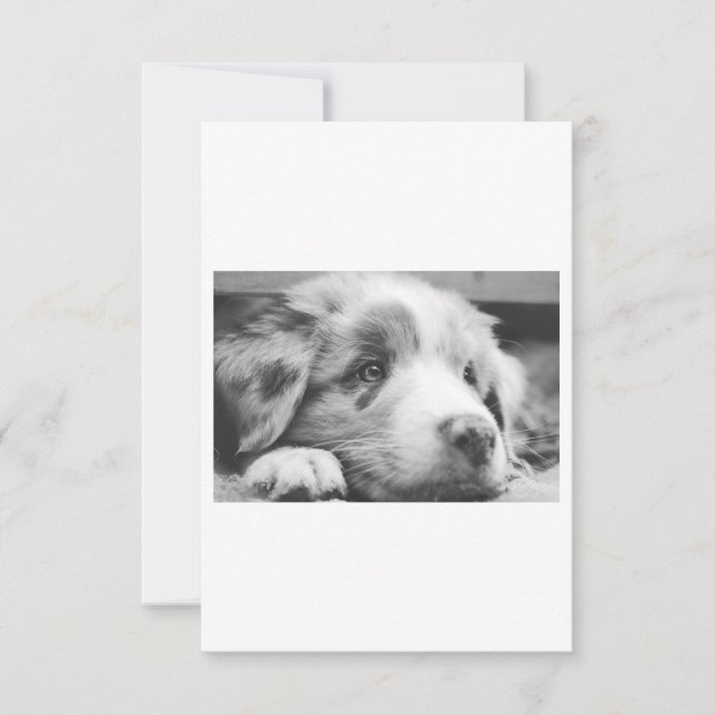 Carte chiot australien (Devant)