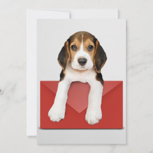 Carte Chiot beagle avec enveloppe rouge