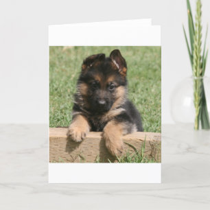 Carte Chiot berger allemand