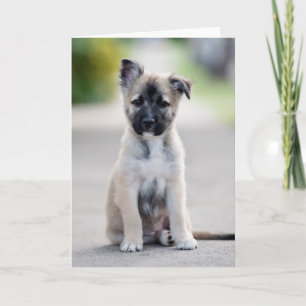 Carte Chiot berger allemand sur le sentier