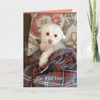 Carte Chiot blanc sous une couverture Obtenez bien bient