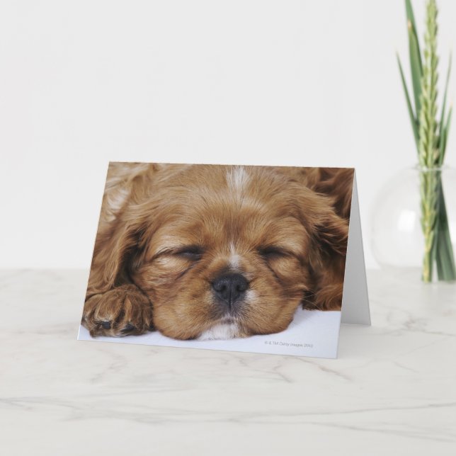 Carte Chiot Cavalier King Charles Spaniel endormi (Devant)