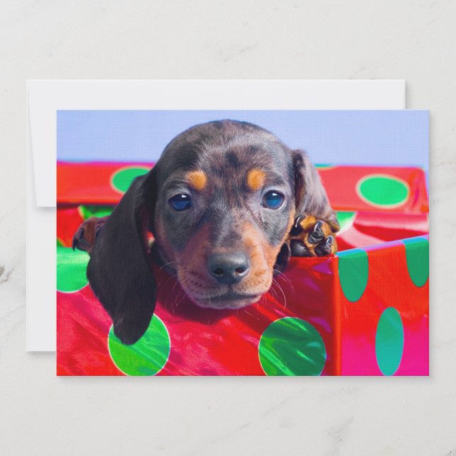 Carte Chiot Dachshund dans la boîte cadeau (Devant)