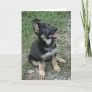 Carte Chiot de chien de berger allemand