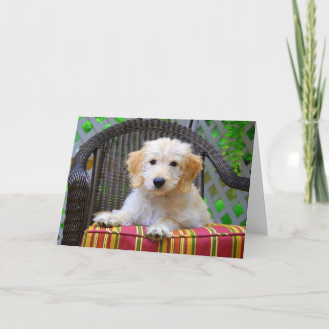 Carte Chiot de Doodle Doré (Devant)