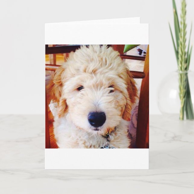 Carte Chiot de Goldendoodle (Devant)