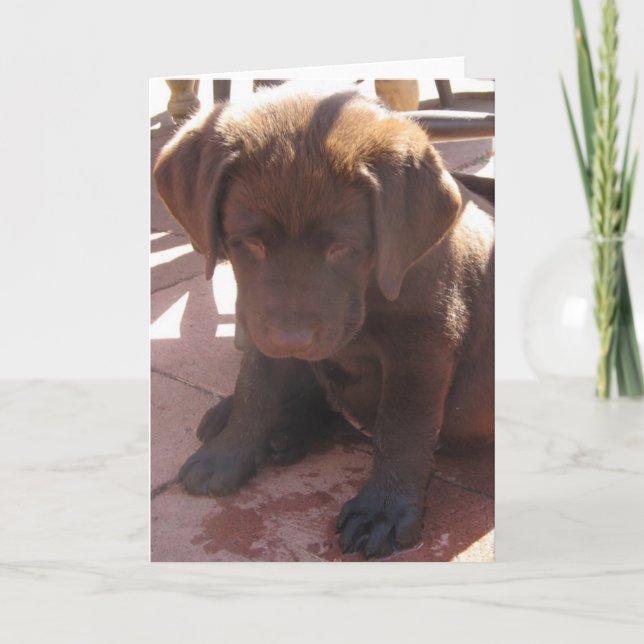 Carte Chiot de Labrador de chocolat (Devant)