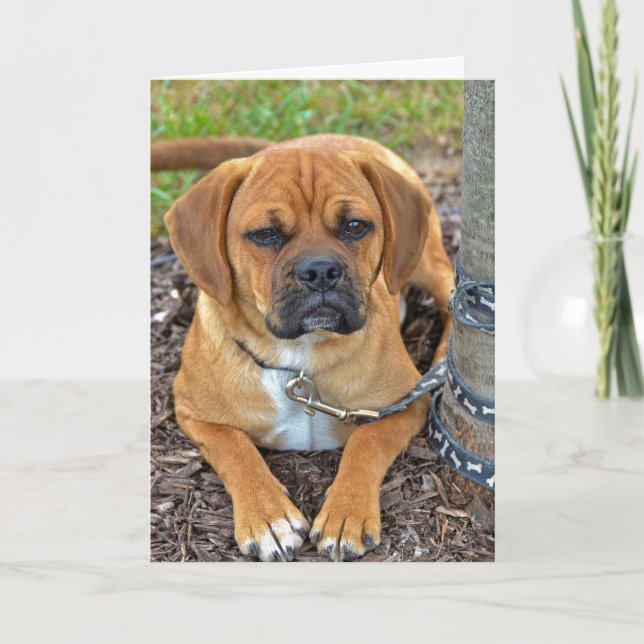 Carte Chiot de Puggle (Devant)