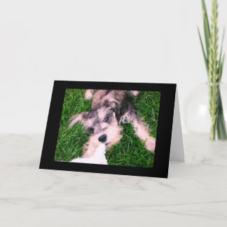 Carte Chiot de Schnauzer--"Laissez vont ! "