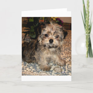 Carte Chiot de Shorkie