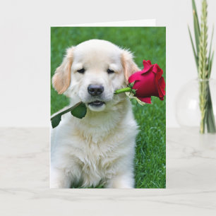 Carte Chiot d'or rétriever avec Rose rouge