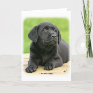 Carte Chiot du Labrador 9Y267D-109