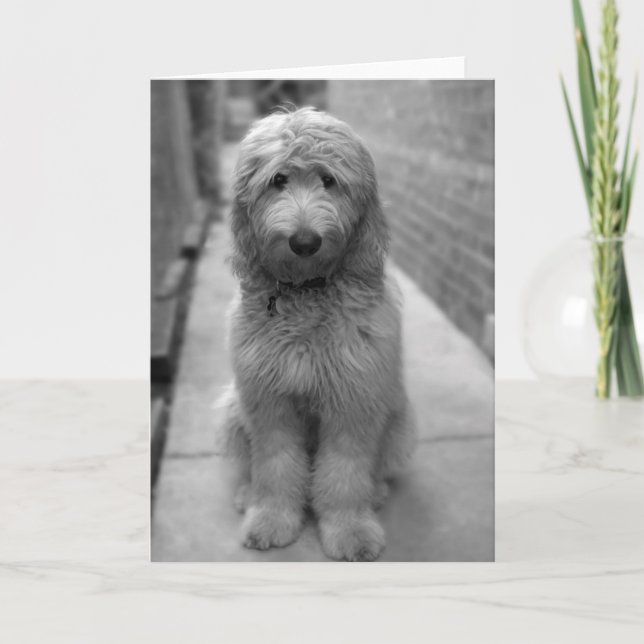 Carte Chiot Goldendoodle en Jardin (Devant)