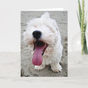 Carte Chiot heureux de Malteese
