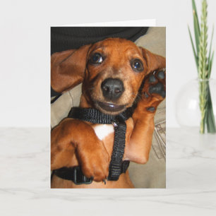 Carte Chiot mignon d'animal familier de teckel
