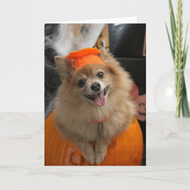 Carte Chiot Poméranien souriant Foxy en Halloween Citrou (Devant)