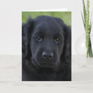 Carte Chiot Retriever à revêtement plat