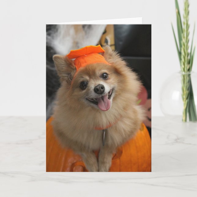 Carte Chiot rusé de sourire de Pomeranian en citrouille (Devant)