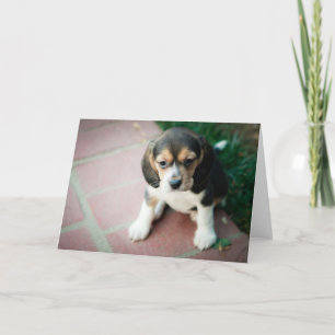 Carte Chiot se reposant de beagle