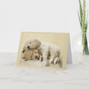 Carte Chiots de Golden Retriever