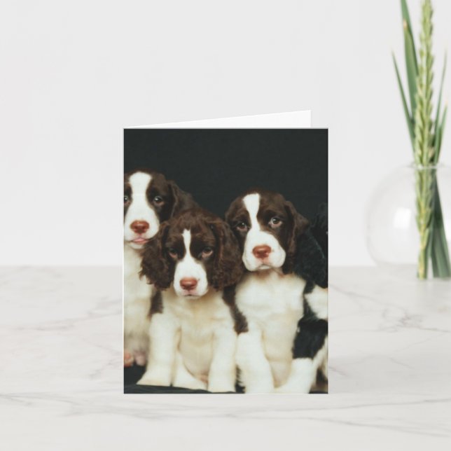 Carte Chiots d'épagneul de springer anglais (2) (Devant)