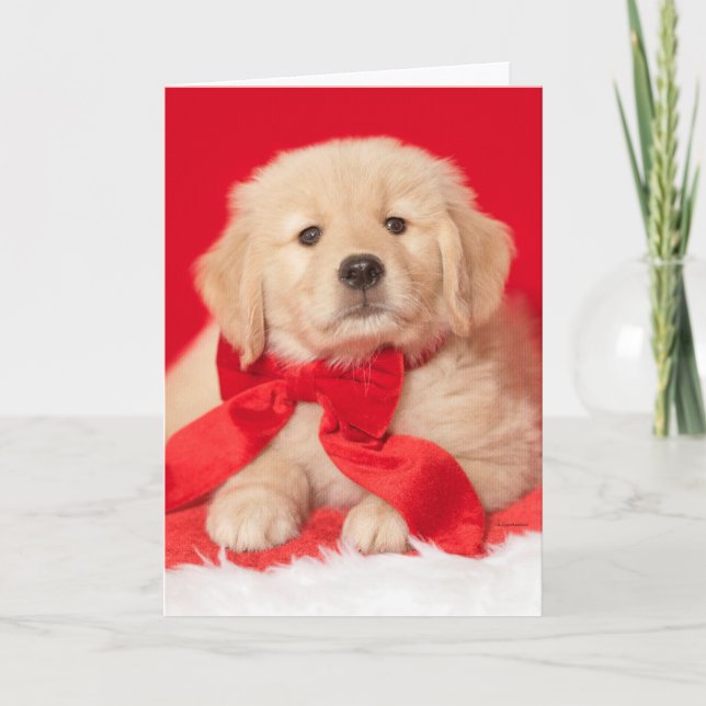 Carte Chiots Golden Retriever Seasons Gurr-eetings (Devant)